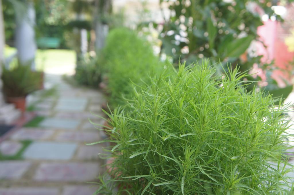 Sirohi House Nueva Delhi Exterior foto